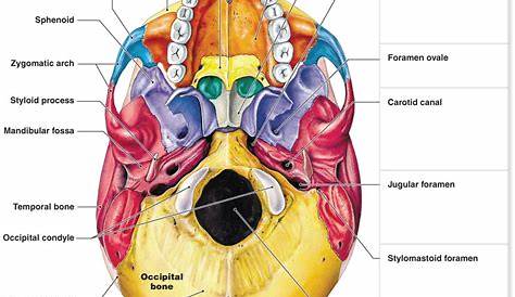 Anterior view Skull - Netter Anatomy Study, Anatomy Drawing, Anatomy