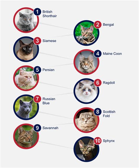 top 10 cat breeds in the uk