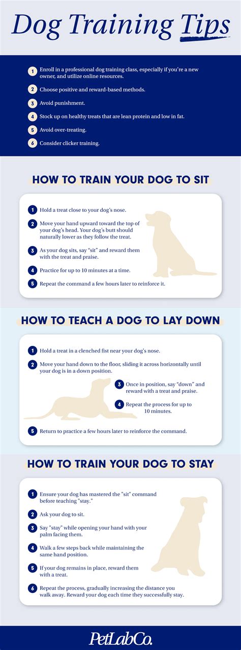 Top 10 Dog Training Tips