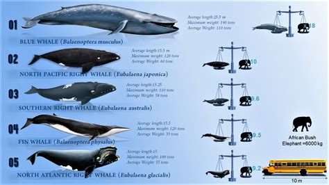 top 10 largest whales