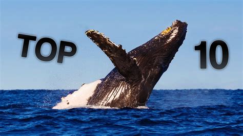 top 10 largest whales in the world