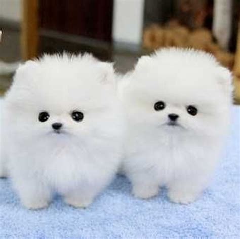 top 10 most cutest dog breeds