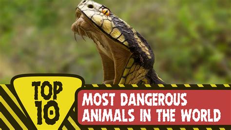 top 10 most dangerous animals in the world