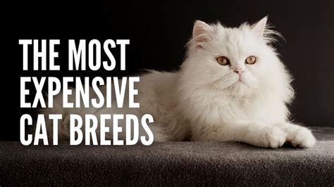 top 10 most expensive cat breeds uk