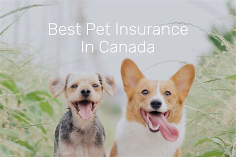 top 10 pet insurance canada rates