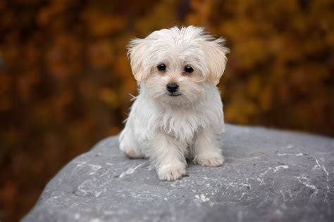 top 10 small dog breeds in india