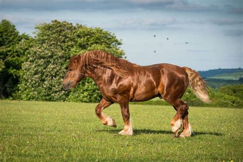 top 10 strongest horse breeds