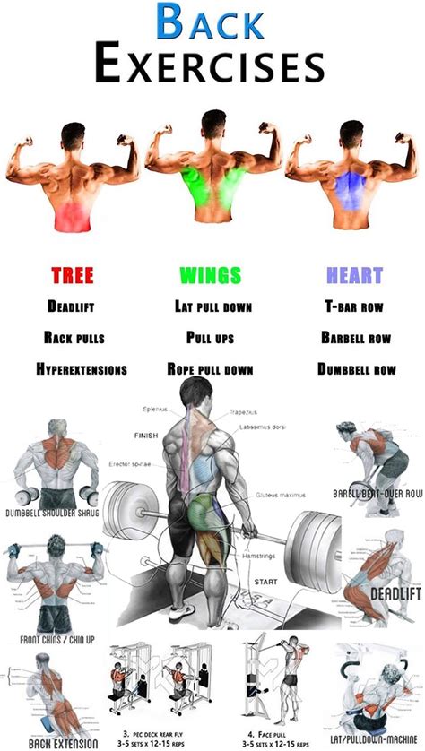top 5 back exercises