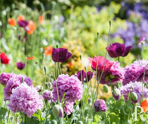 Top 5 Spring Flowers