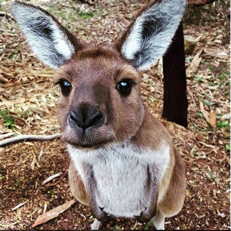 top animals in australia