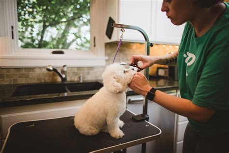 top architect offering pet grooming in aurora