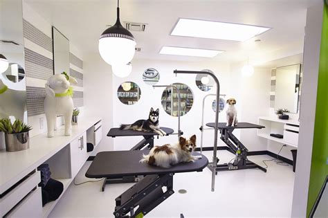 top architect offering pet grooming solutions