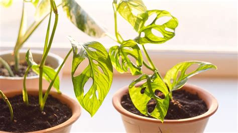 top botanist offering houseplant care tips