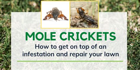 top choice mole cricket control