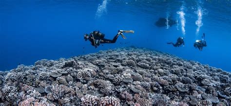 Top Dive French Polynesia