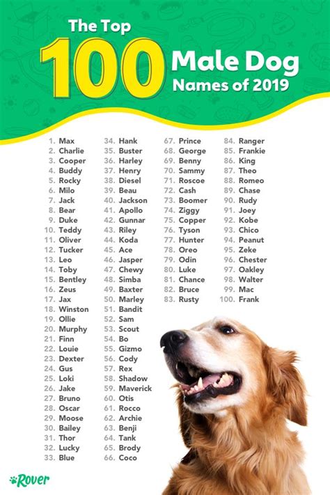 Top Dog Names for Males