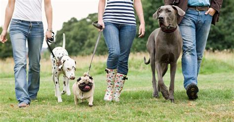 top dog walking providers in canada