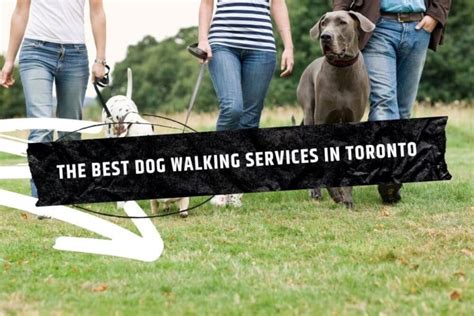 top dog walking service in toronto