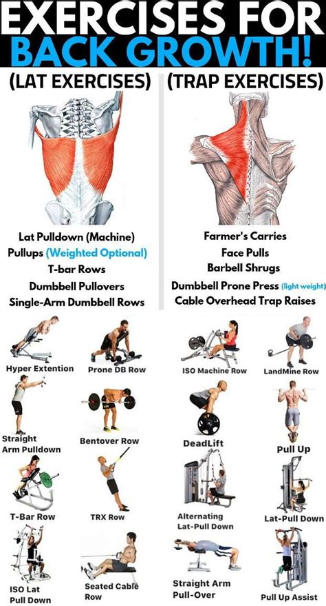 top five back exercises