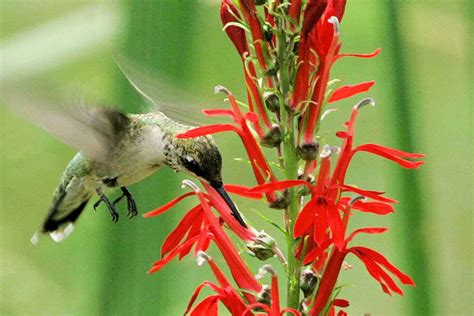 top flowers for hummingbirds