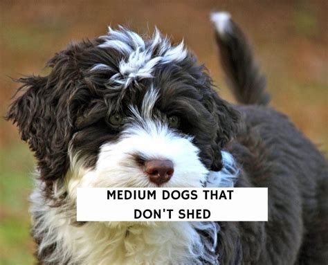 top medium sized dogs that don't shed