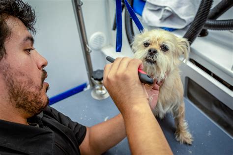 top musician offering pet grooming advice