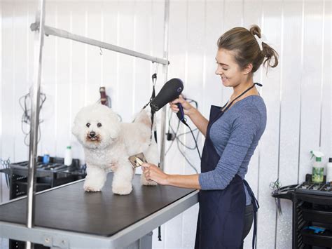 top musician offering pet grooming training