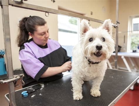 top pet grooming services in aurora