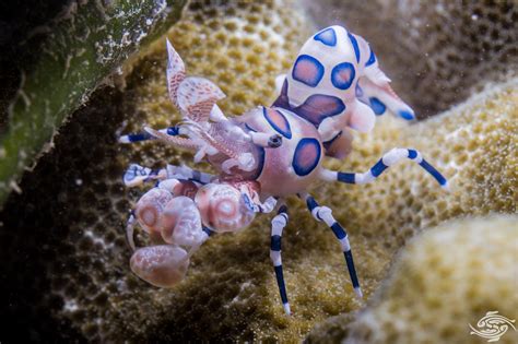 top rated blanched harlequin shrimp