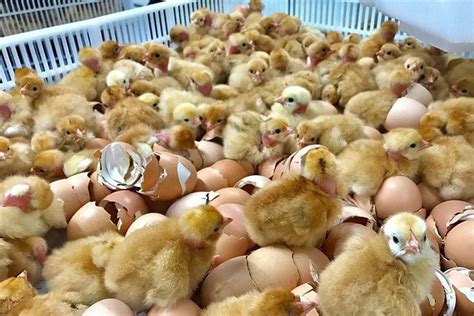 top rated chicken hatchery