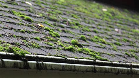 top roof moss removal near by