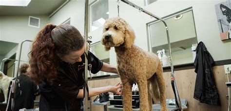 top surgeon offering pet grooming in aurora