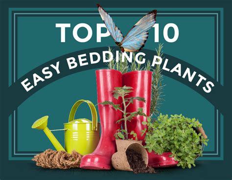 Top Ten Bedding Plants