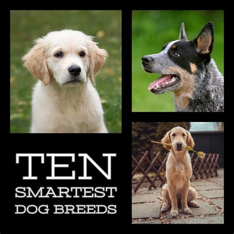 top ten smartest dog breeds