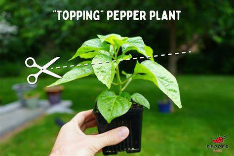 How to Topping chili pepper plants Peter Pech