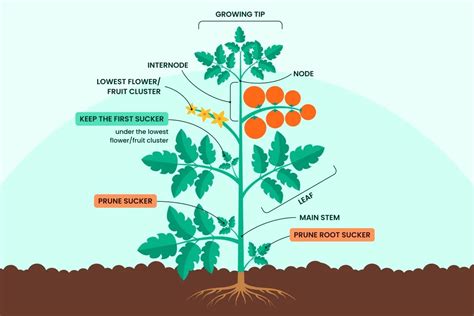 Topping Tomato Plants: A Comprehensive Guide