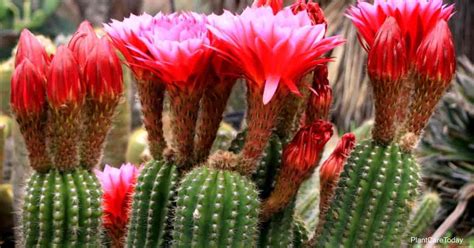torch cactus size