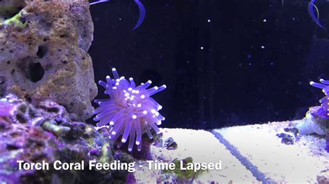 Torch Coral Feeding