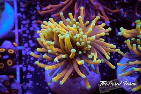 Torch Coral Glue