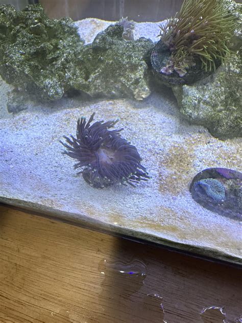 Torch Coral Shrinking