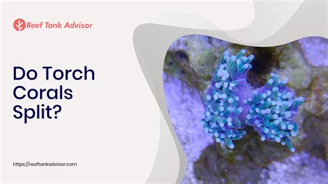 Torch Coral Splitting