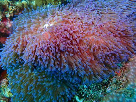 Torch Coral Vs Anemone