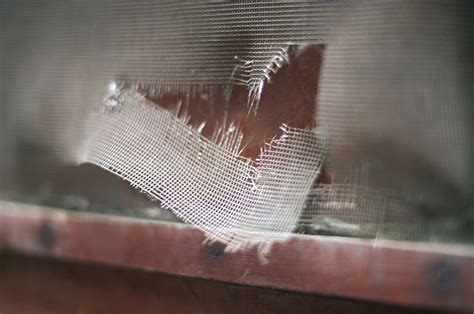 Torn Window Screen Repair