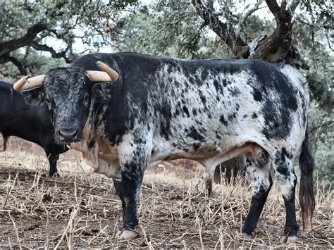 Must See Toros De La Plata Trending