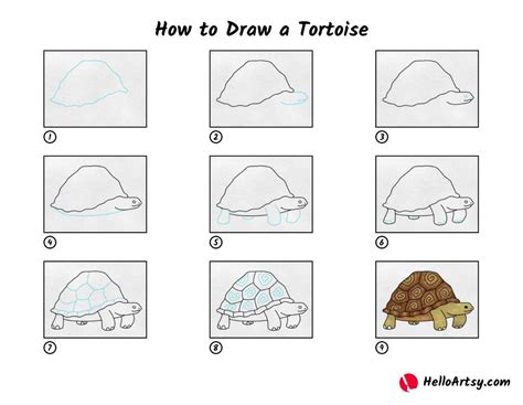 How to Draw a Cartoon Tortoise Easy Step by Step for Kids