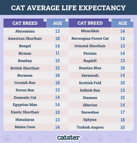 tortoiseshell cat life expectancy
