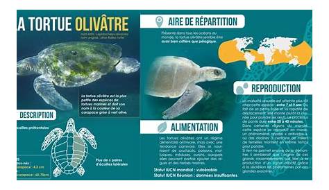 Les tortues marines de l'océan Indien - Réunion des Musées Régionaux