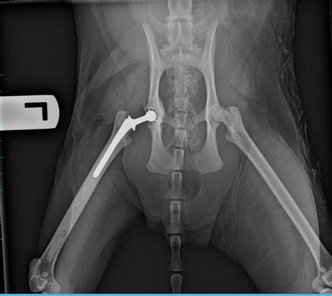 Total Hip Replacement Veterinary