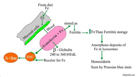 Total Iron Binding Capacity Vs Ferritin