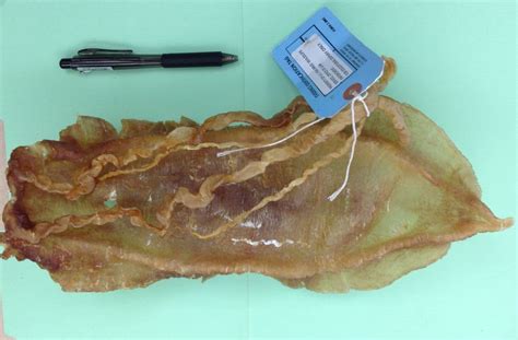 totoaba fish bladder